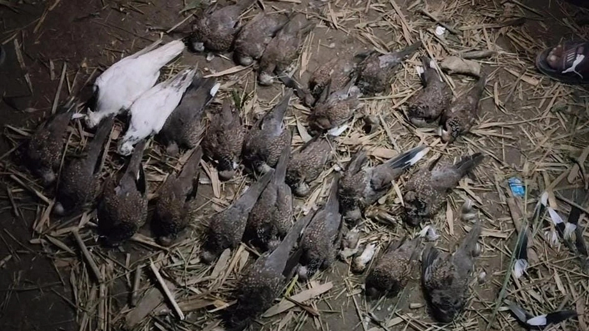 ঘাসের জমিতে বিষ দিয়ে শতাধিক পাখি হত্যা
