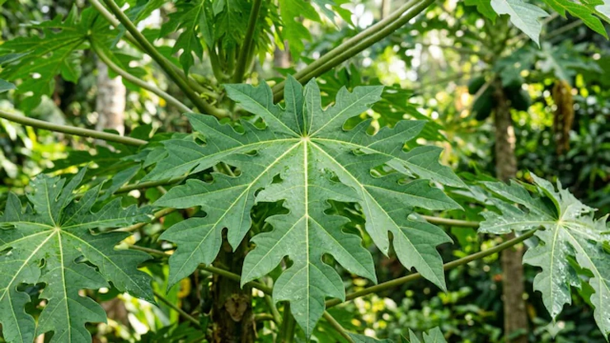 ডেঙ্গু চিকিৎসায় পেঁপে পাতা কি সত্যিই কাজ করে?