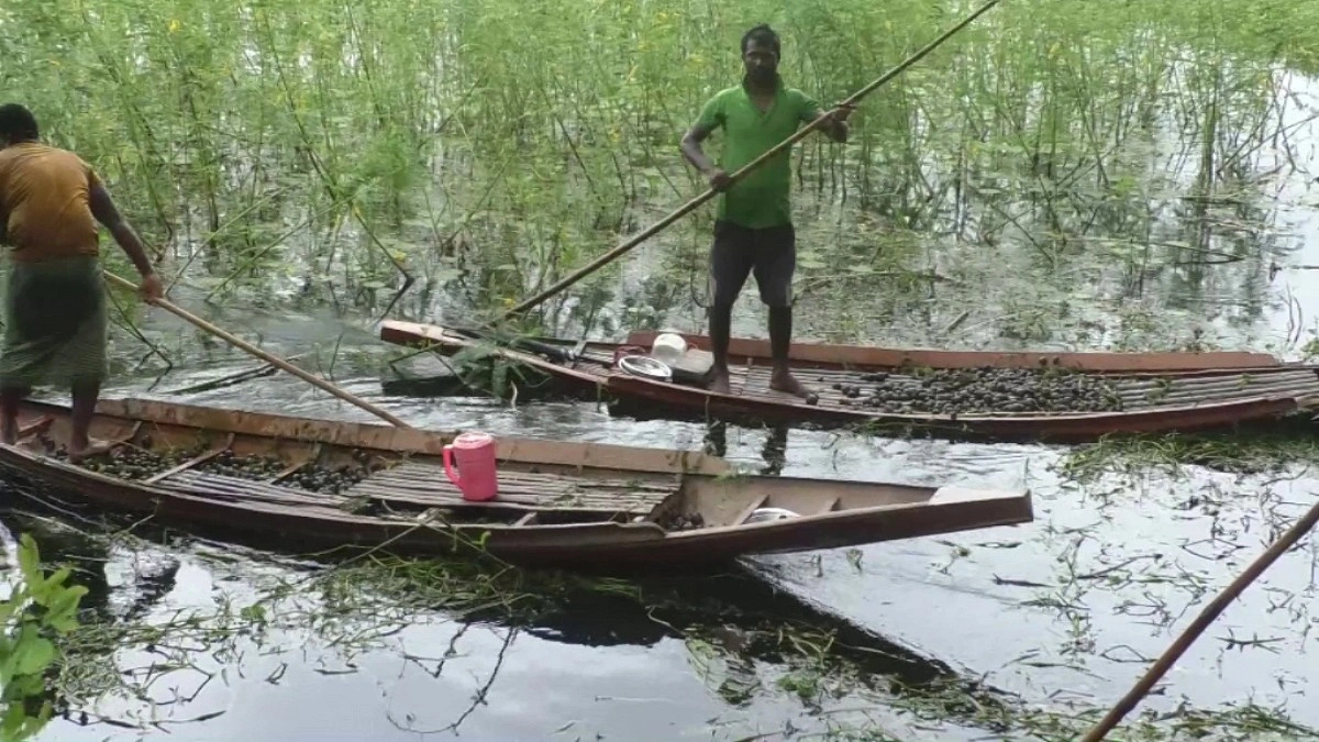 বিলে শামুক নিধন, হুমকিতে জলজ জীববৈচিত্র্য