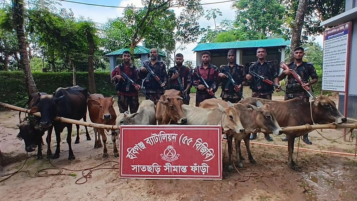 সাতছড়ি বনে গরুর সঙ্গে ইয়াবা-গাঁজা উদ্ধার