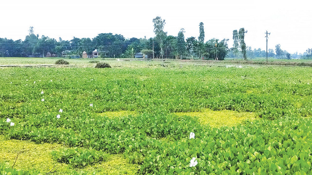 সুন্দরগঞ্জে আমন চাষে খরচ বাড়াচ্ছে কচুরিপানা