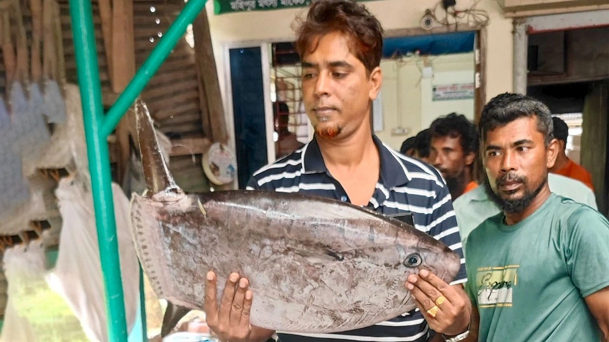 কুয়াকাটায় জেলেদের জালে বিরল সানফিশ