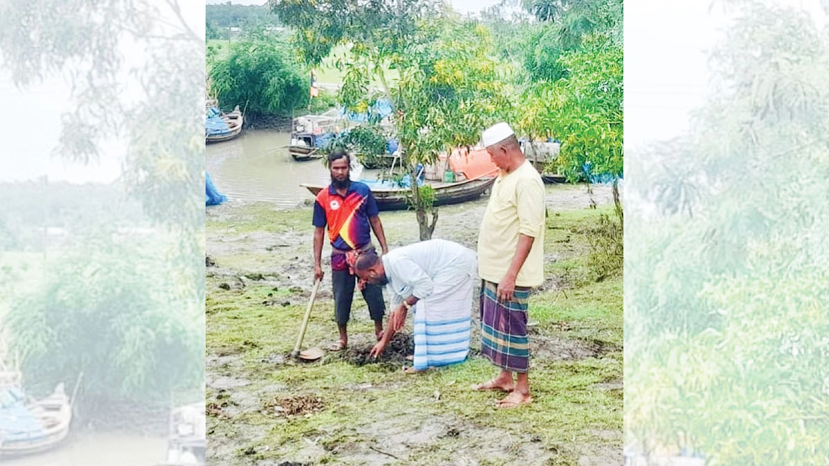 ৫০ হাজার তালবীজ রোপণ কামালের