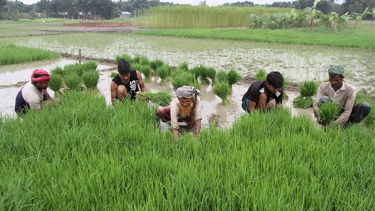 আমন চাষে ব্যস্ত কৃষক