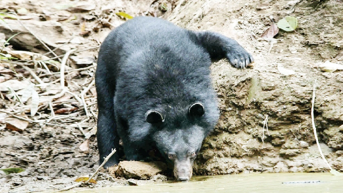 সাতছড়ির ভালুক