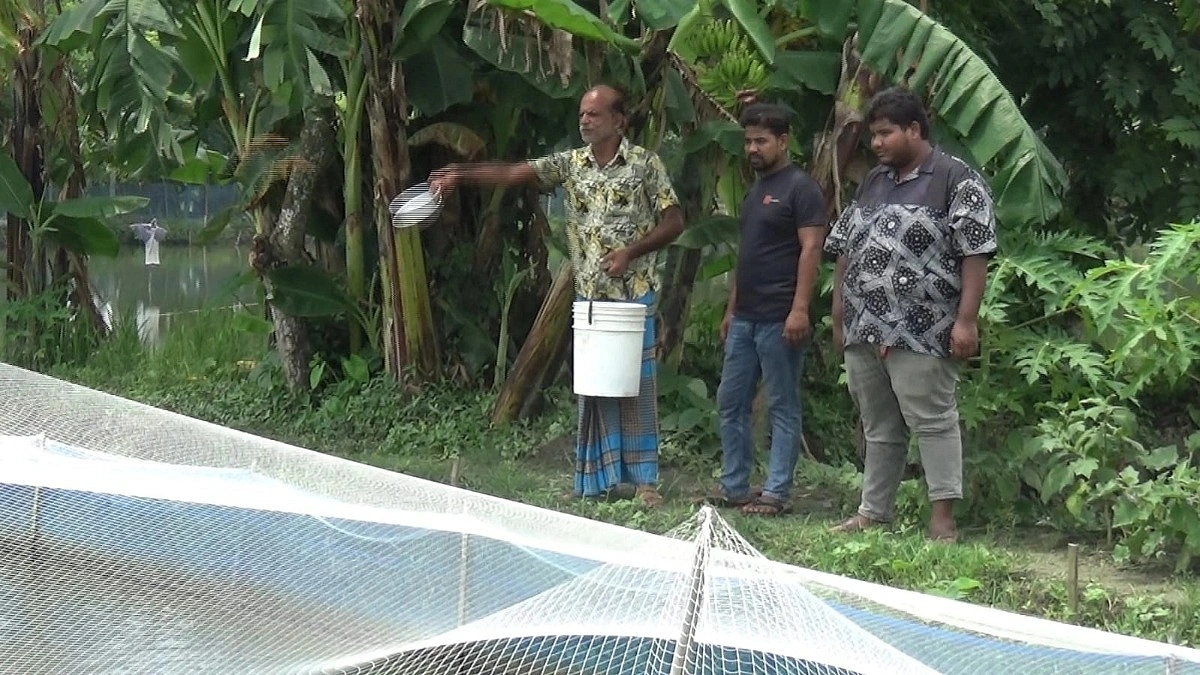‘সাদা মাছে’ লোকসান, কৈ চাষে ঘুরে দাঁড়ানোর স্বপ্ন বিপ্লবের