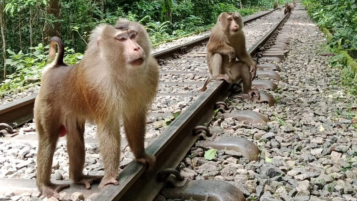 লাউয়াছড়ায় দেখা মিলল বিরল উল্টোলেজি বানরের