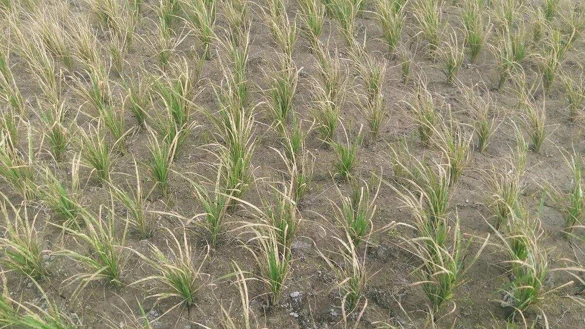ভুল আগাছানাশকে জমির ফসল নষ্ট, ক্ষতিপূরণ চান কৃষক