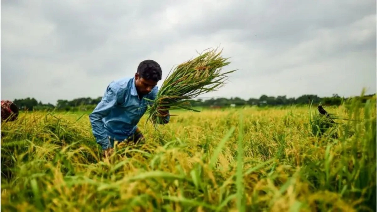 কৃষি শ্রম উৎপাদনে শীর্ষে রংপুর, তলানিতে ঢাকা