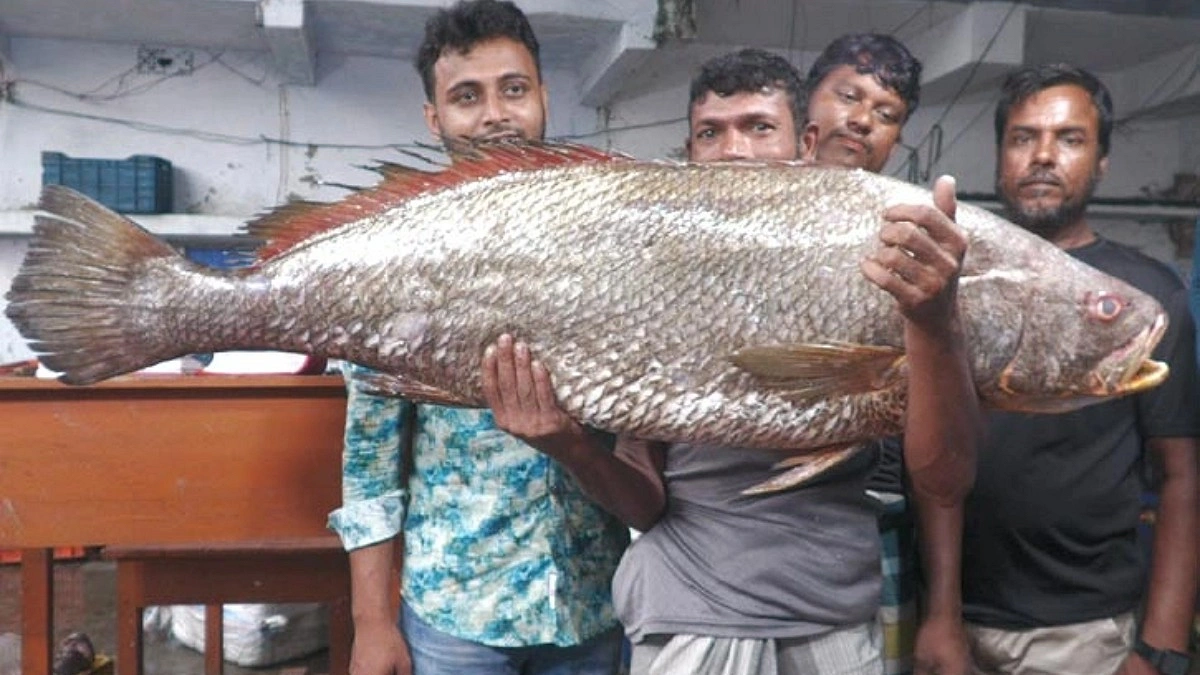 ২২ কেজির ‘ধাতিনা ভোল’ বিক্রি সাড়ে ৩ লাখে