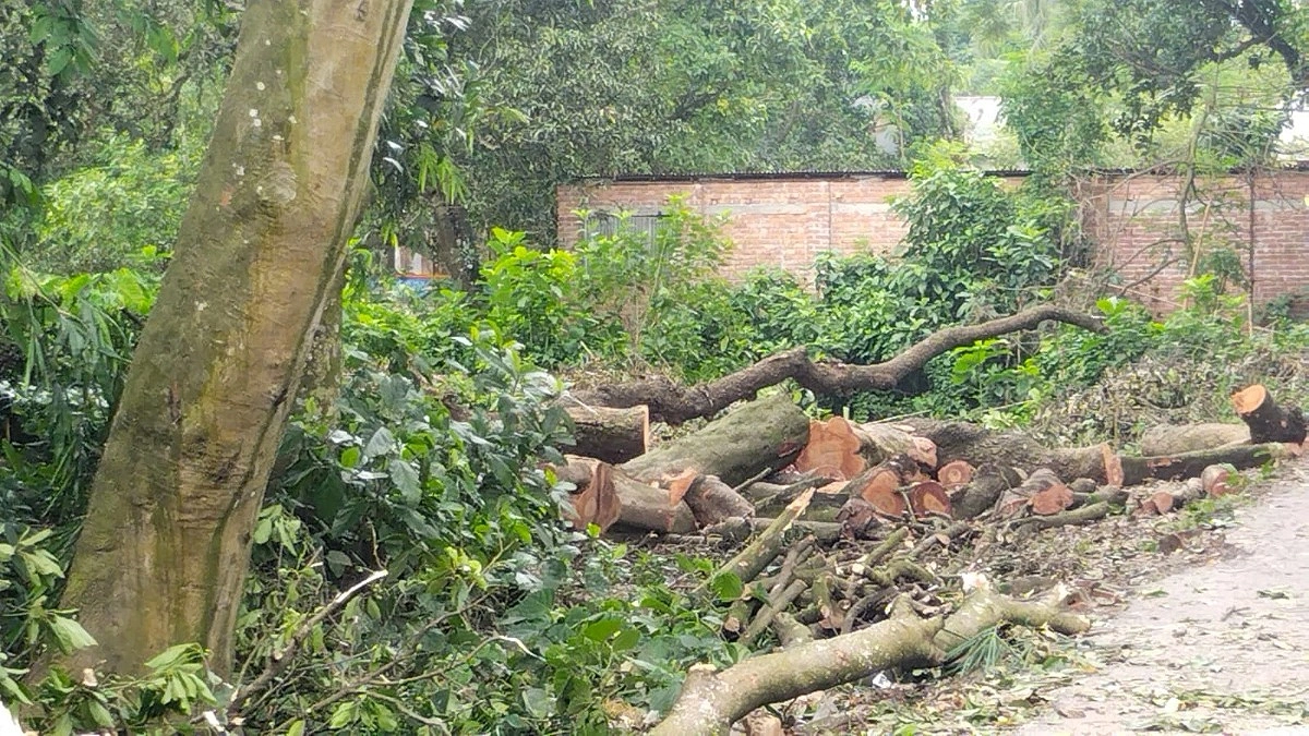 গাছ কাটায় ভাঙল শামুকখোলের বাসা, ছানার মৃত্যুতে মামলা দেবে বন বিভাগ