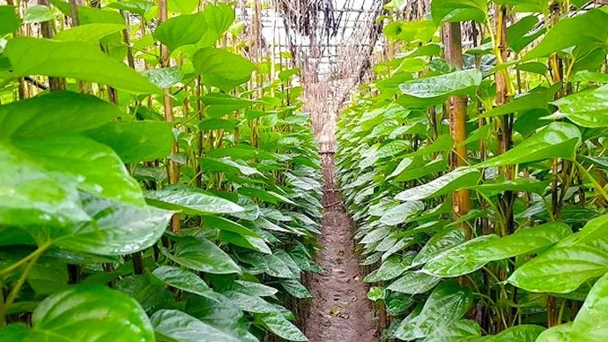 স্থানীয় চাহিদা মিটিয়ে মধ্যপ্রাচ্য ও ইউরোপে যাচ্ছে বরিশালের পান
