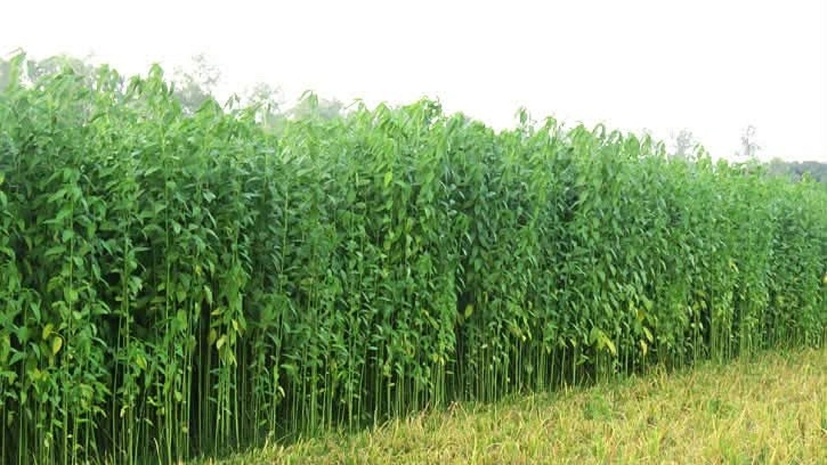 কাউনিয়ায় পাটের বাম্পার ফলনে হাসি কৃষকের মুখে