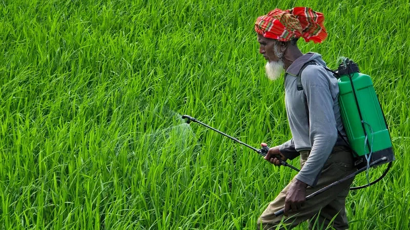 বিশেষজ্ঞরা বলছেন, কৃষি জমি কম হলেও সারের ব্যবহারের কারণে উৎপাদন বেড়েছে