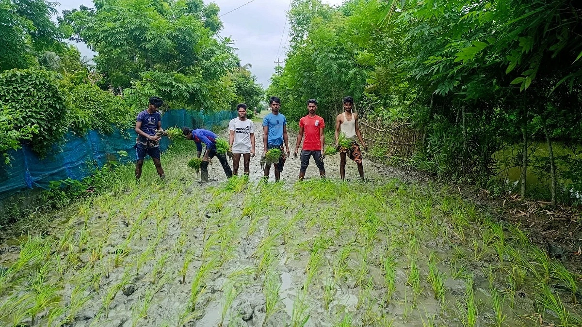 কাদাময় রাস্তায় ধানের চারা রোপণ করে প্রতিবাদ