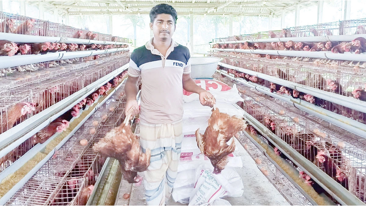 দিশাহারা পাবনার পোলট্রিশিল্প