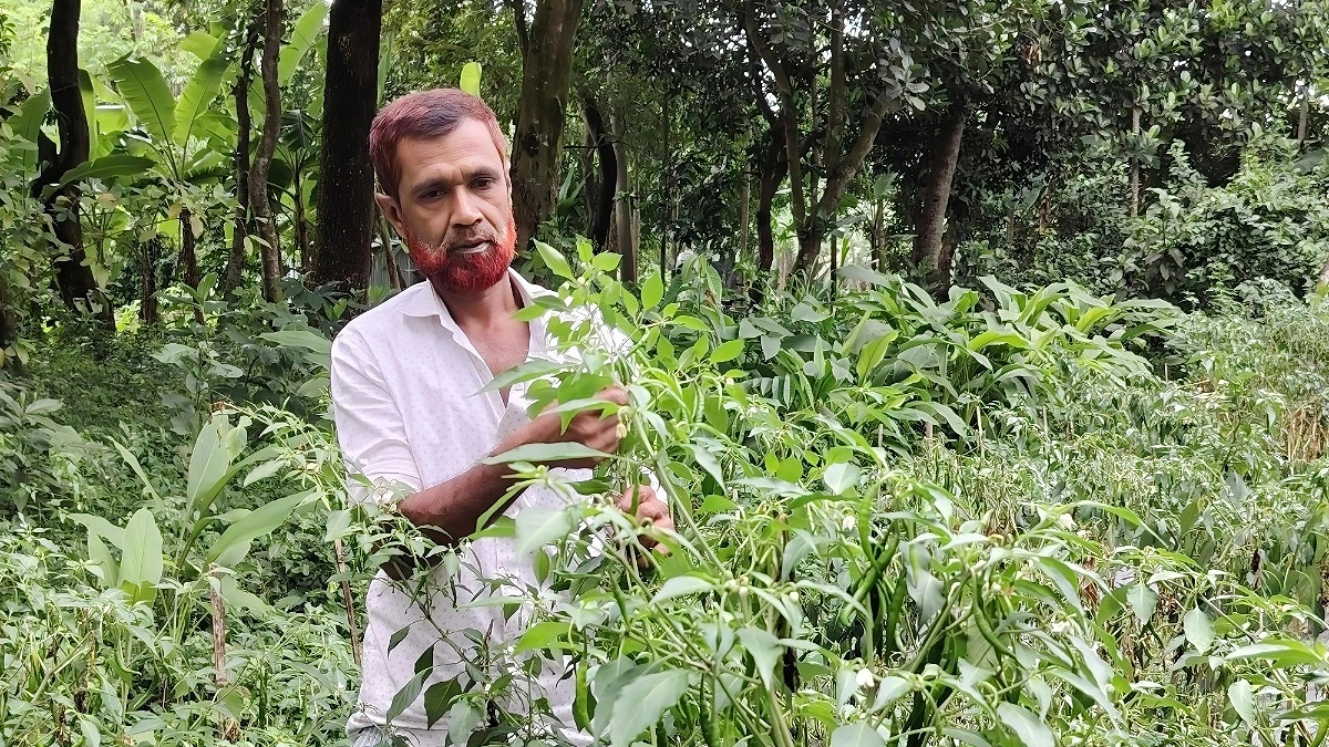 সুপার হট মরিচে স্বপ্ন বুনছেন কামাল শেখ