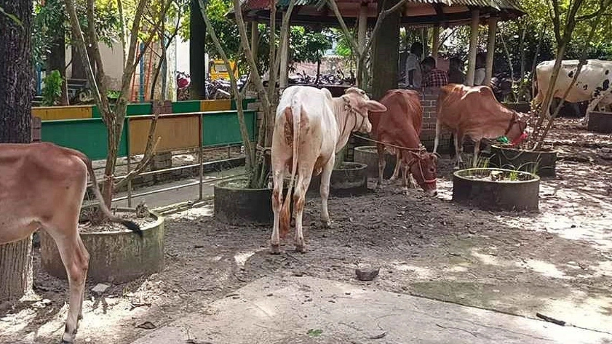চোরের আস্তানায় পাঁচ গরু, বাবা-মেয়েসহ আটক ৩
