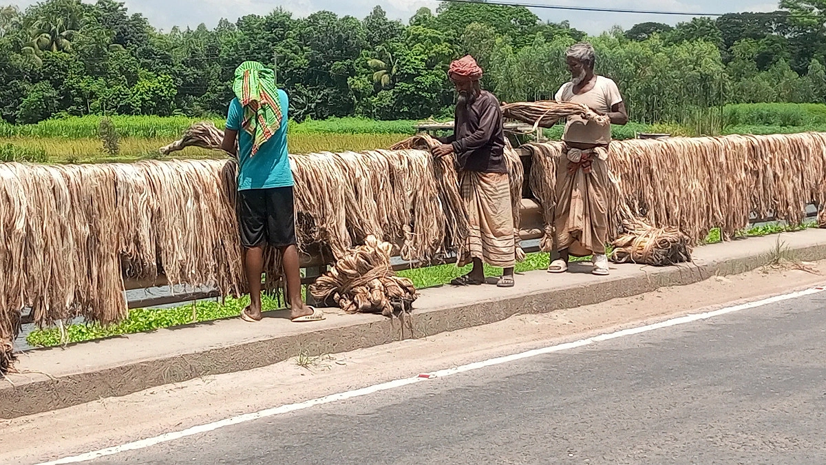 সোনালি আঁশ শুকানোর কাজে ব্যস্ত কৃষক