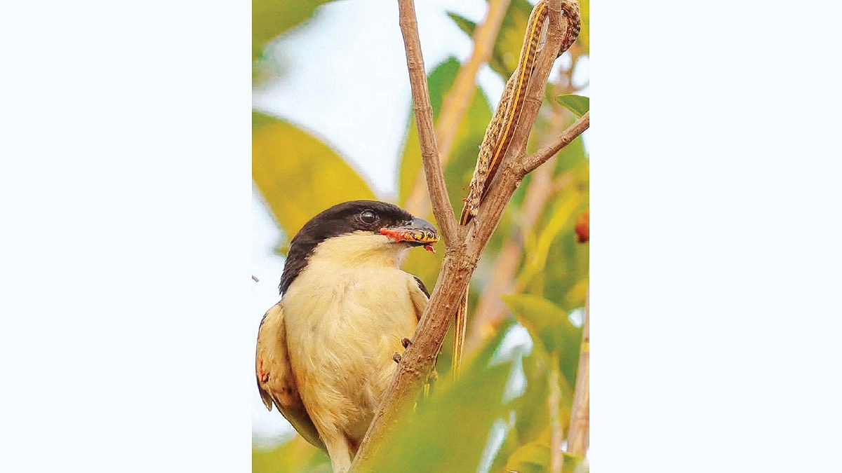 সাপ খাচ্ছে কসাই। ছবি: অরিত্র সাত্তার