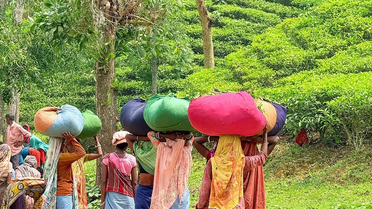 চায়ের দামে এনটিসির রেকর্ড, উৎপাদন বেড়েছে ২৫ শতাংশ