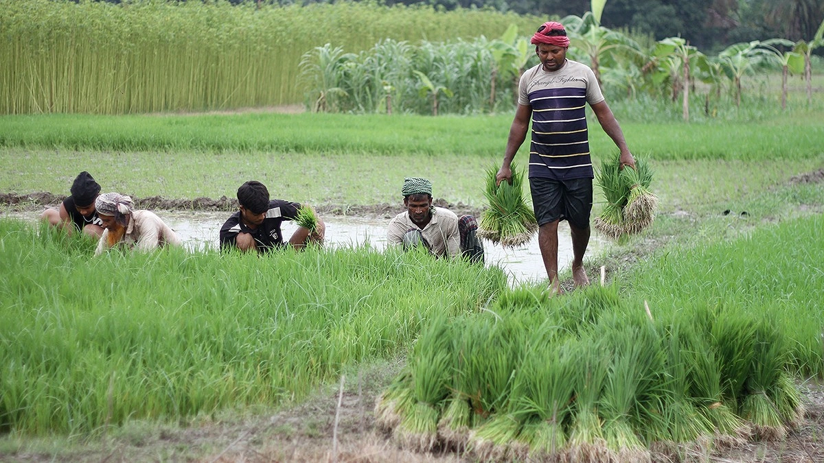 আঁটি বাঁধা ধানের চারা রোপণের জন্য নিয়ে যাচ্ছেন এক কৃষক।