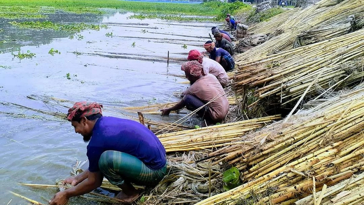 পাটের ভালো ফলন ও কাঙ্ক্ষিত দাম পেয়ে খুশি কৃষক