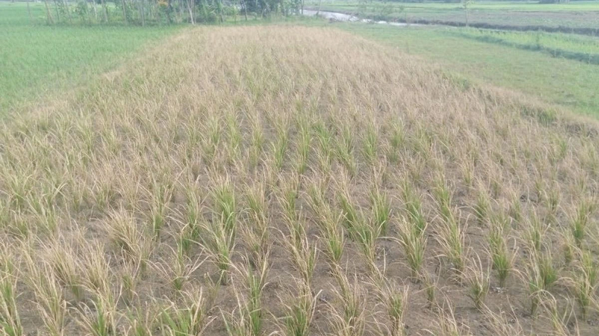 আগাছা মারতে গিয়ে মরছে ধানের চারা