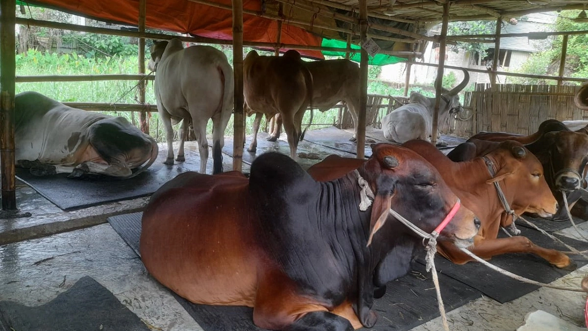 অগ্রণী ব্যাংকের সাড়ে ৪ কোটি টাকা সরিয়ে কর্মকর্তার গরুর খামার