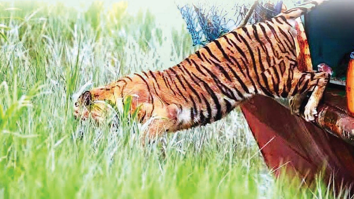 কোথায় গেল সেই বাঘিনী
