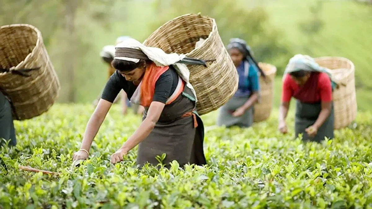 চা শিল্পের উন্নয়নে মনিটরিং ও পরামর্শক কমিটি