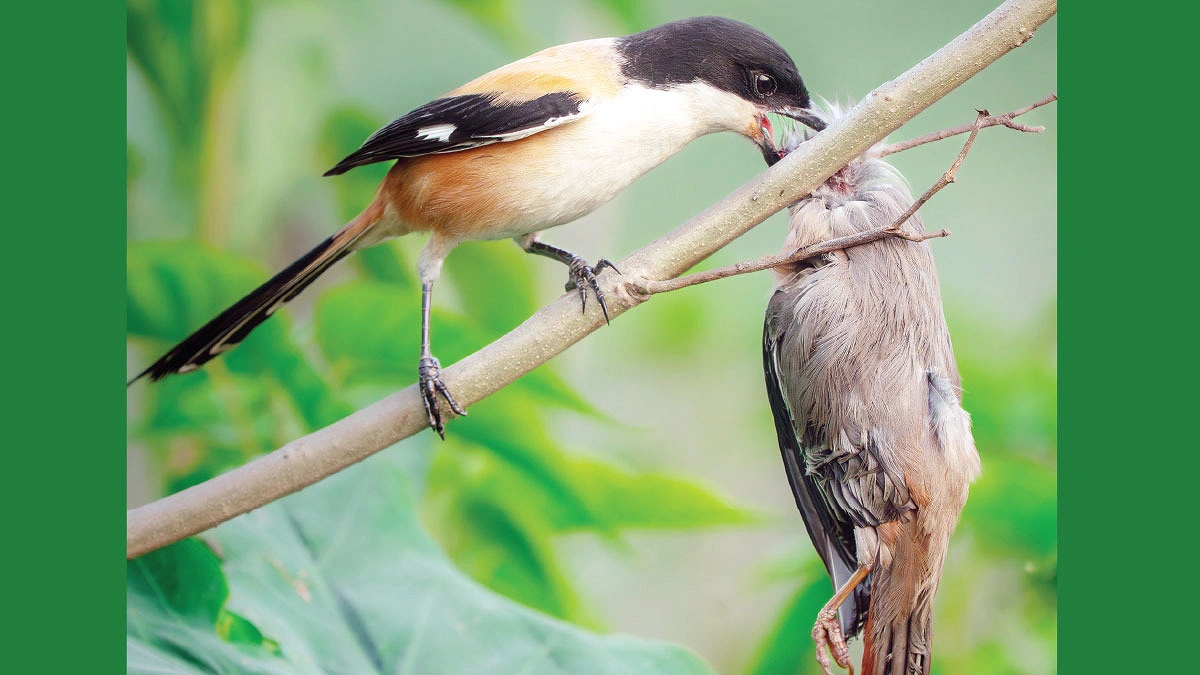 গায়ক পাখির নাম কেন ‘কসাই’