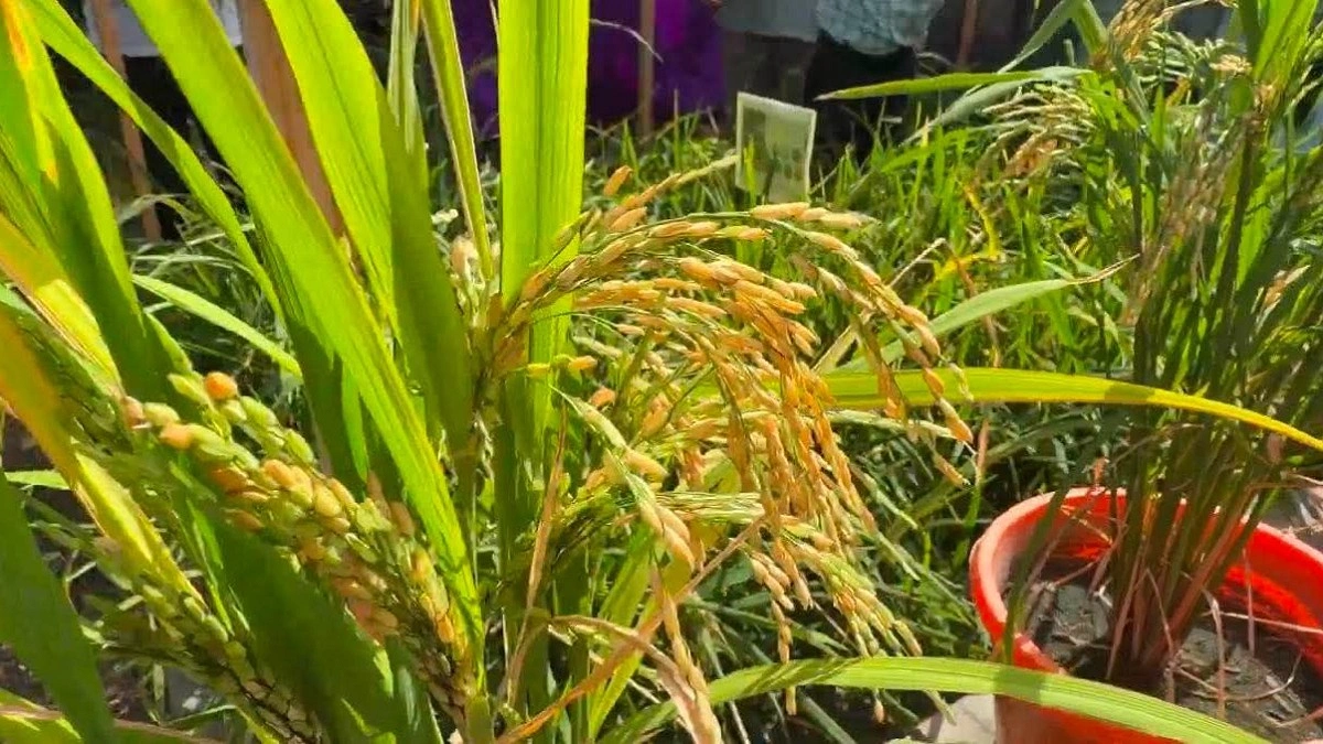 লন্ডনে সিলেটের দুমাসী ধানের সফল ফলন, খুলছে নতুন সম্ভাবনার দুয়ার
