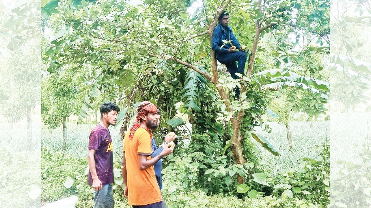 পশুপাখি, পথিক সবার জন্য গাছের ফল