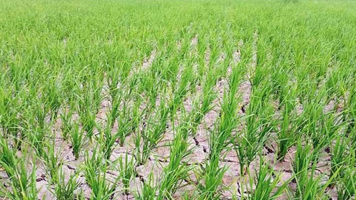 অনাবৃষ্টিতে আমন ক্ষেত ফেটে চৌচির