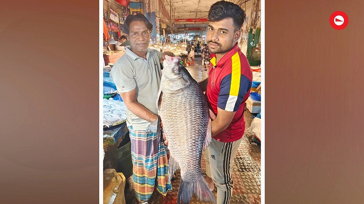 নদীর ২১ কেজি ওজনের কাতলা ৩১ হাজার টাকায় বিক্রি