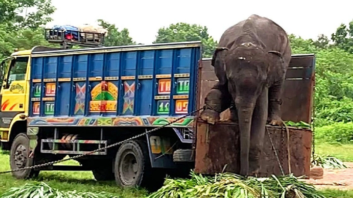 উদ্ধার দুই হাতি ফিরল মালিকের কাছে