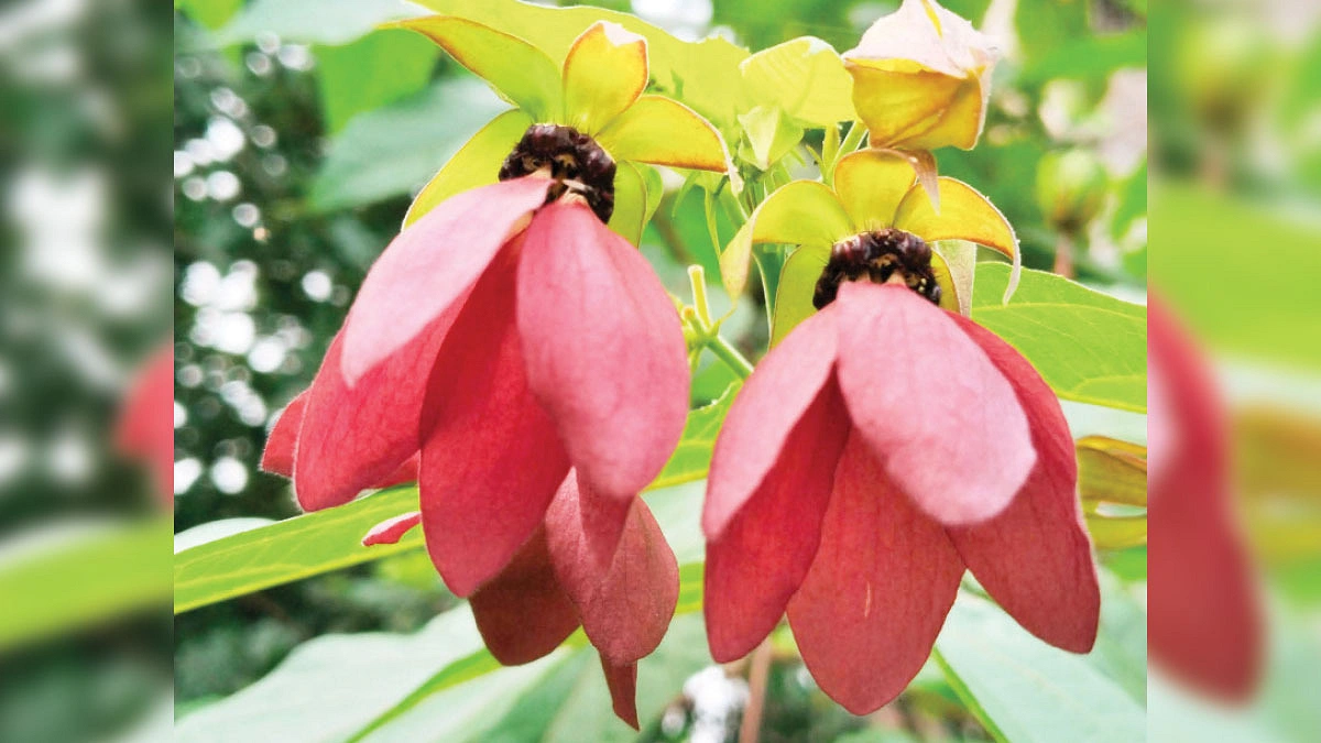 বৃষ্টিভেজা আঙিনায় উলটকম্বলের গল্প