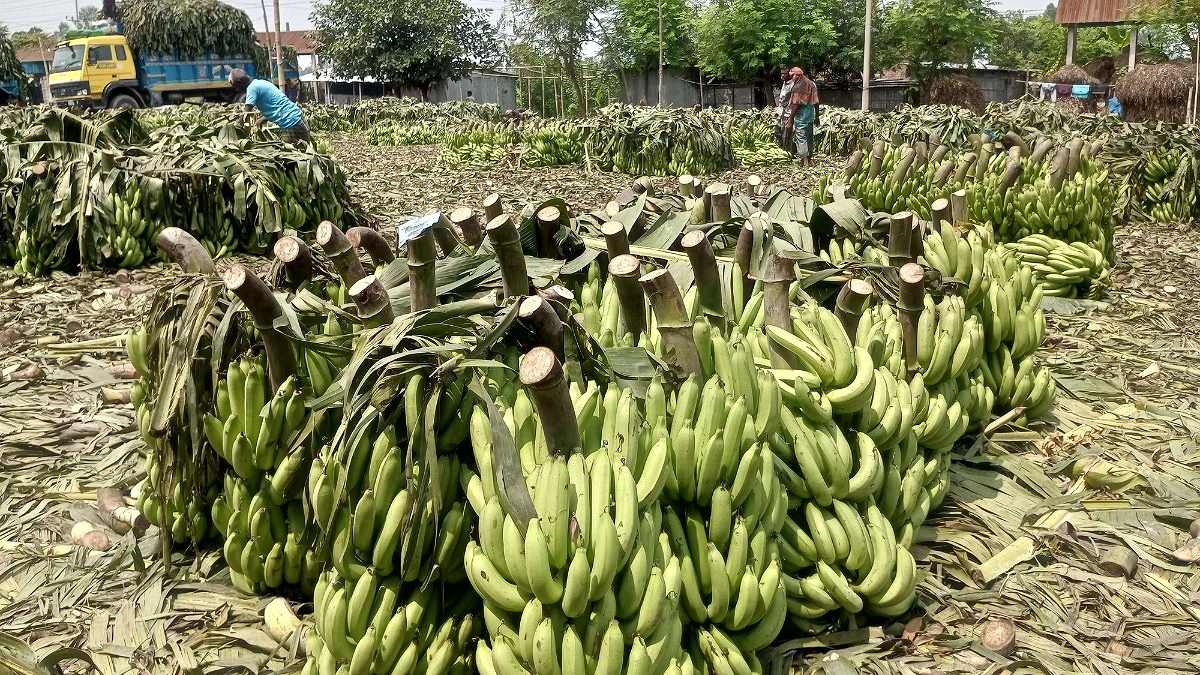 প্রতিদিন কোটি টাকার কলা বিক্রি হয় যে হাটে