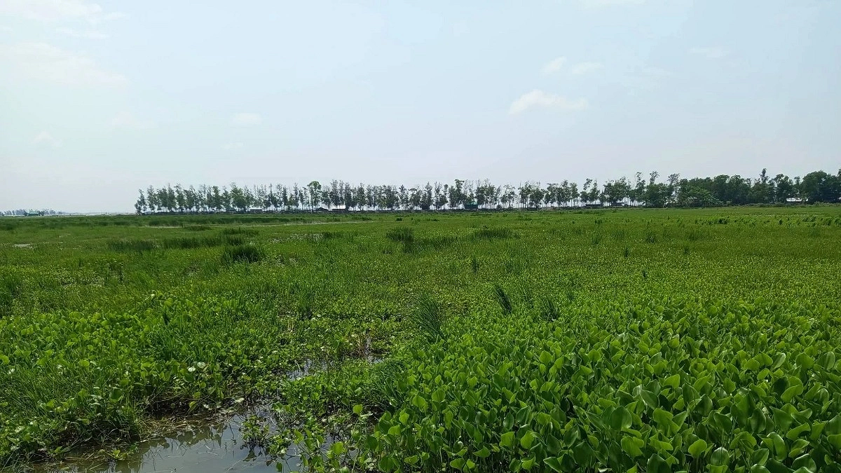 সোনাগাজীতে চর দখল করে মাছ চাষ, শত একর জমি অনাবাদি