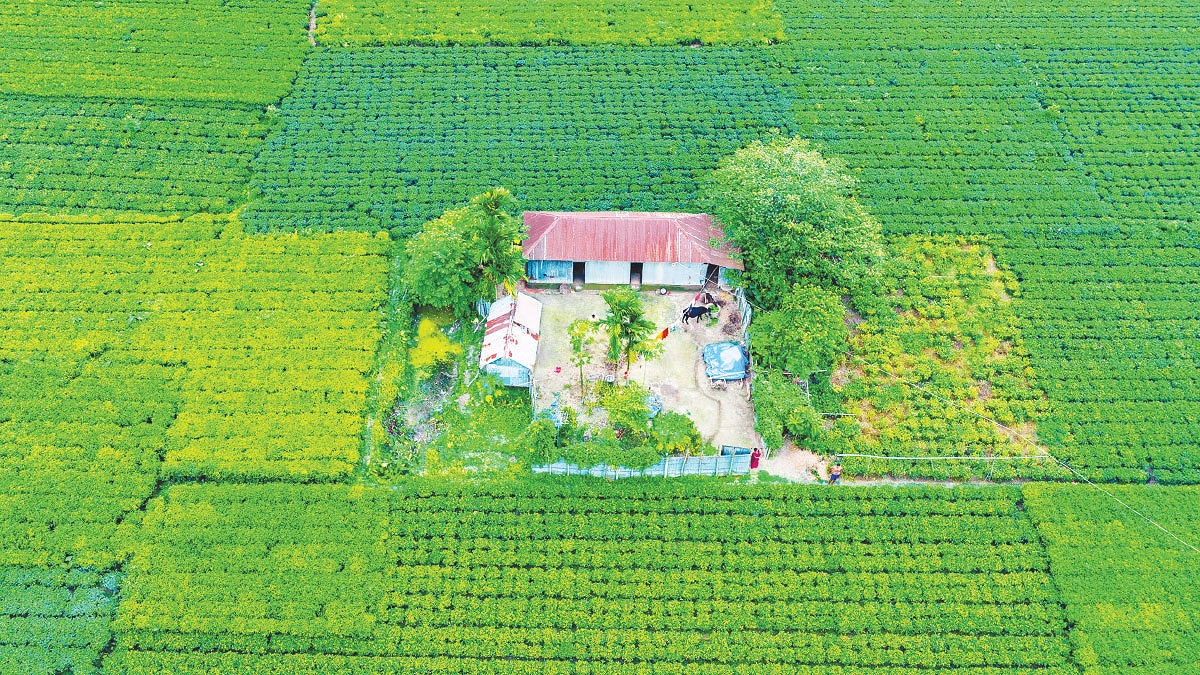 সমতলের চা বাগান