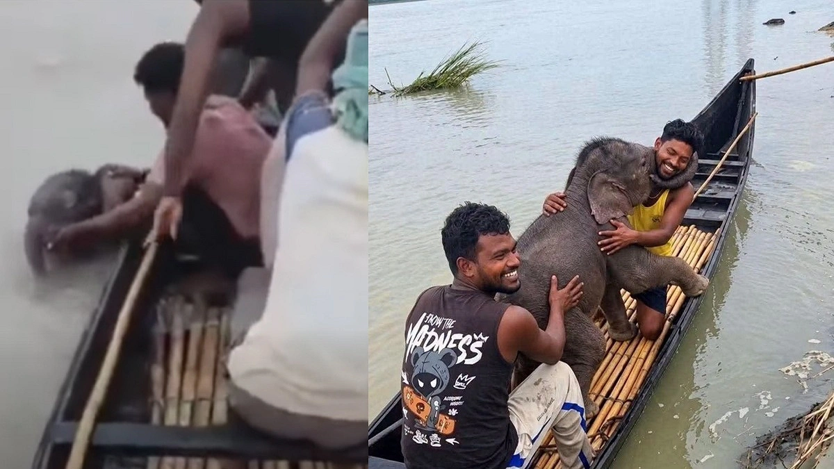 তিস্তার স্রোতে ভেসে যাওয়া হাতি শাবককে উদ্ধার করে মায়ের কাছে পৌঁছে দিল জেলেরা