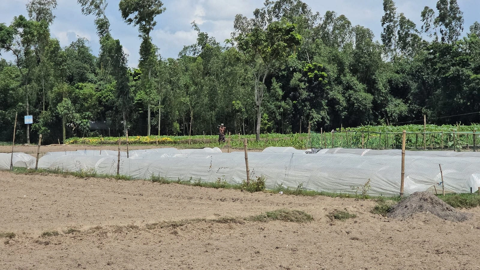 মাঠের পর মাঠজুড়ে শাক-সবজির সমারোহ