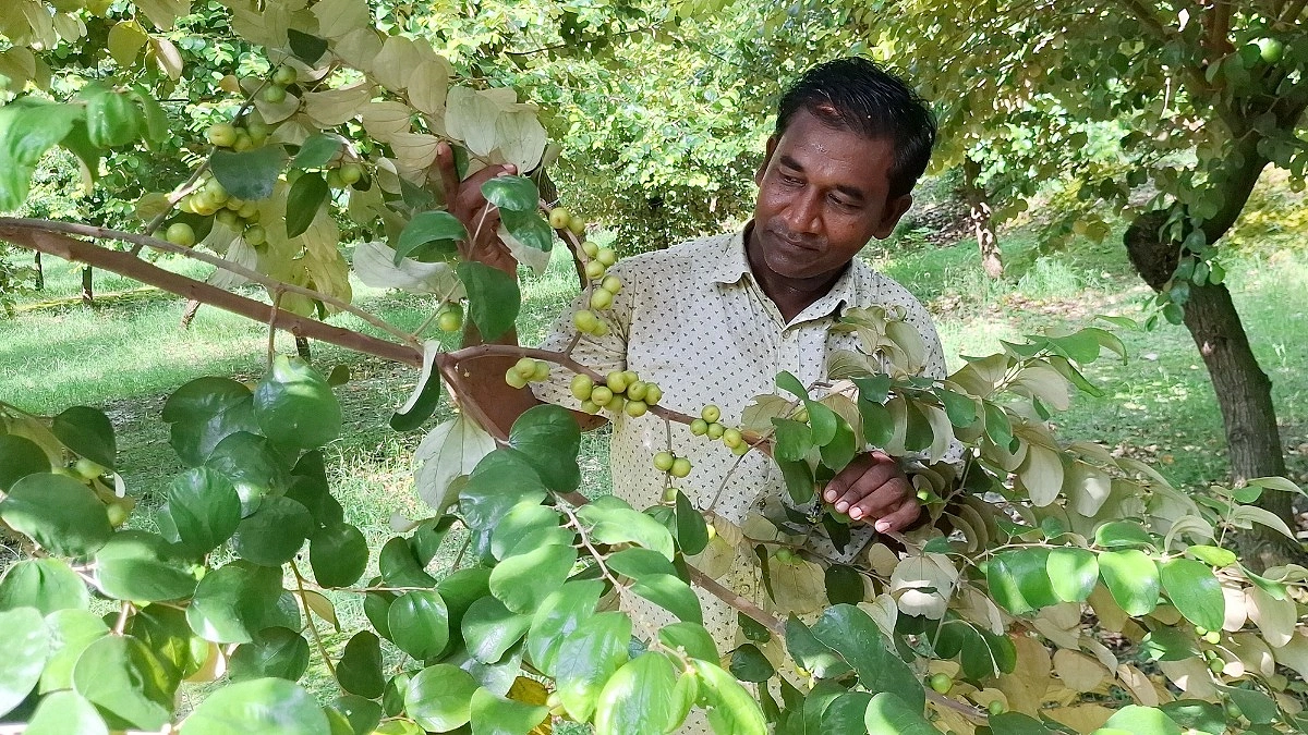 তরুণ মোসলেমের বরই বাগান, উৎসাহ পাচ্ছেন এলাকার তরুণরাও