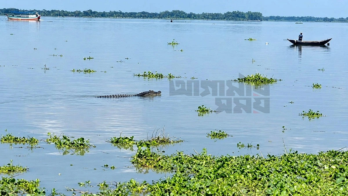 বলেশ্বর নদে কুমির, আতঙ্কে জেলে-স্থানীয়রা