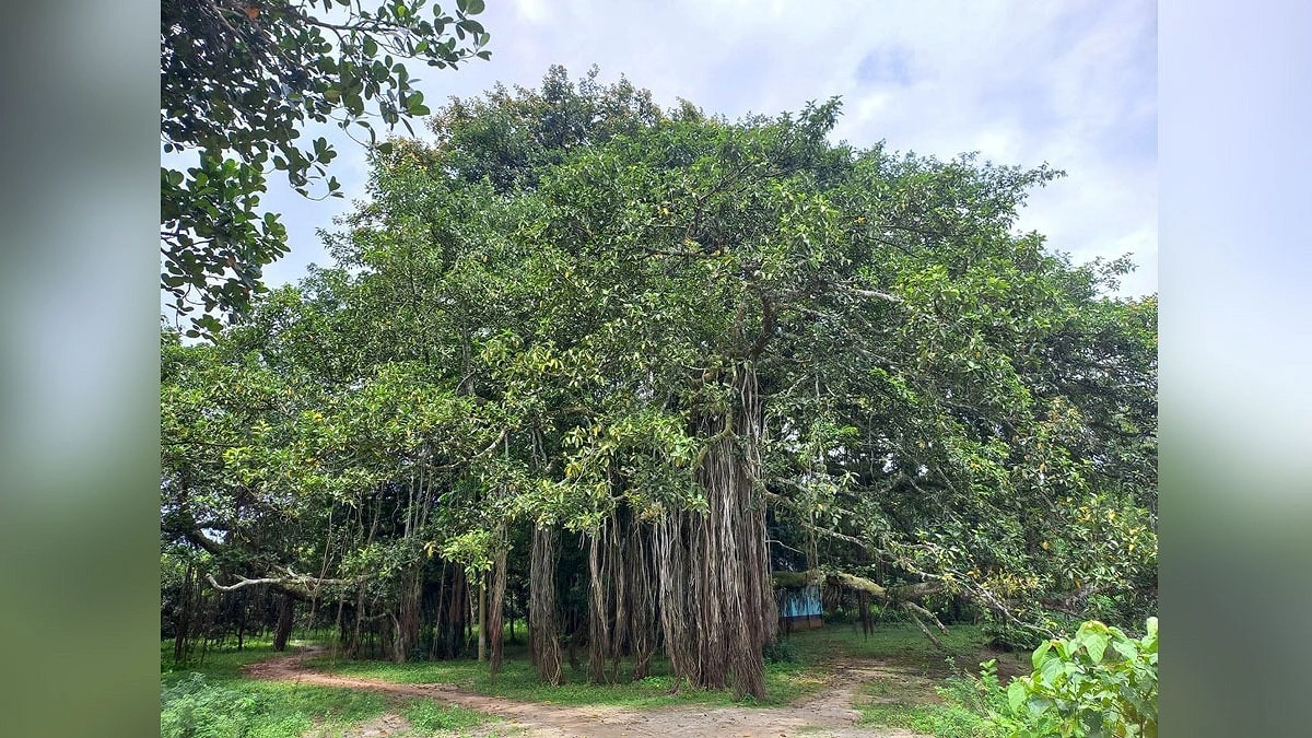 তিন প্রজন্ম ধরে ঠায় দাঁড়িয়ে ঠাকুরদাদার বটবৃক্ষ