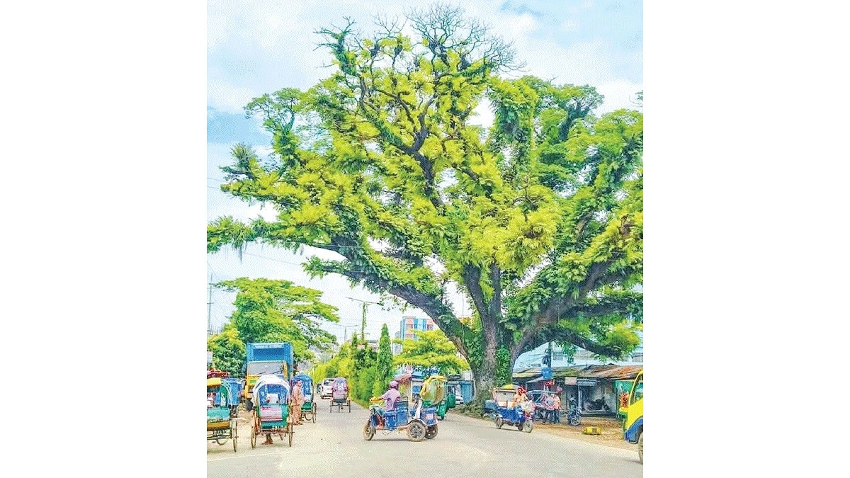রেইনট্রির বয়স ২৫০!