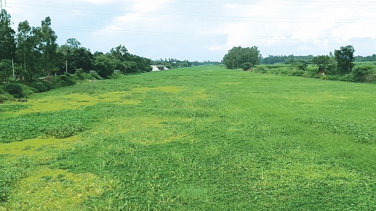 মরা নদীর মরণদশা