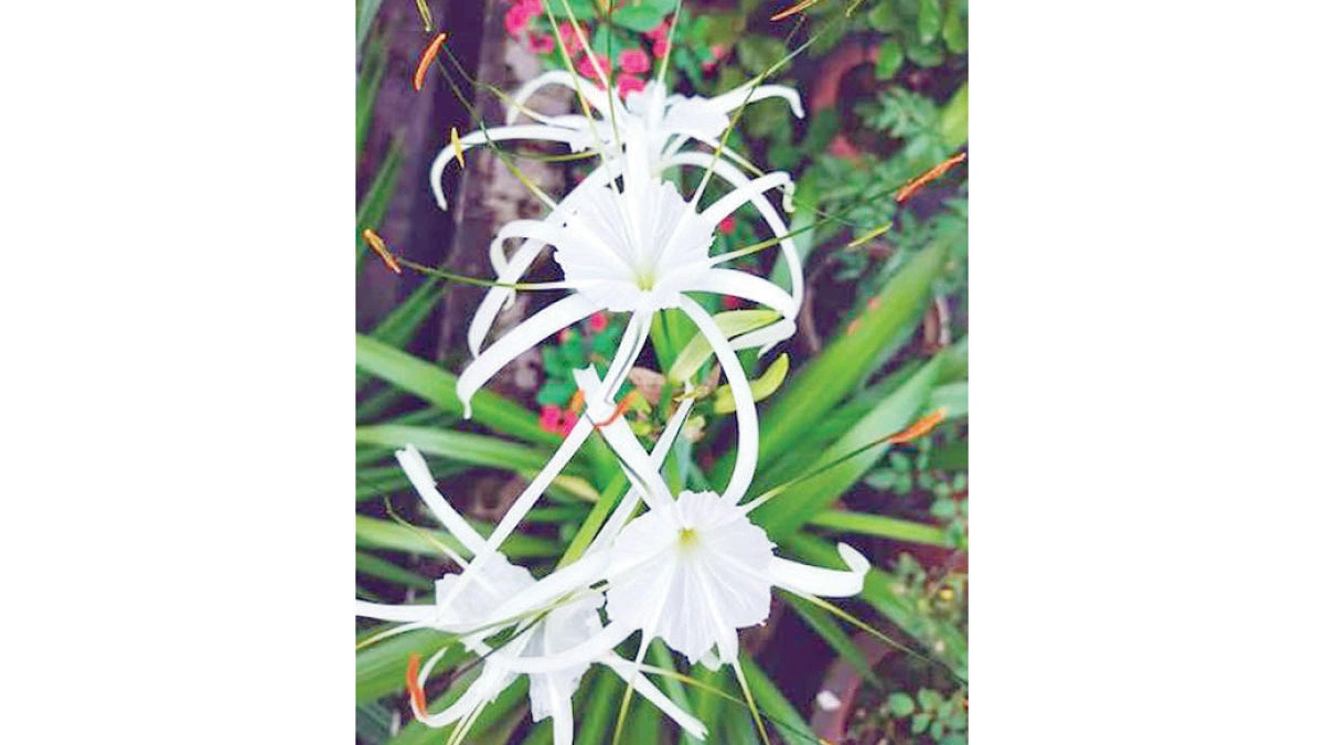 স্পাইডার লিলি