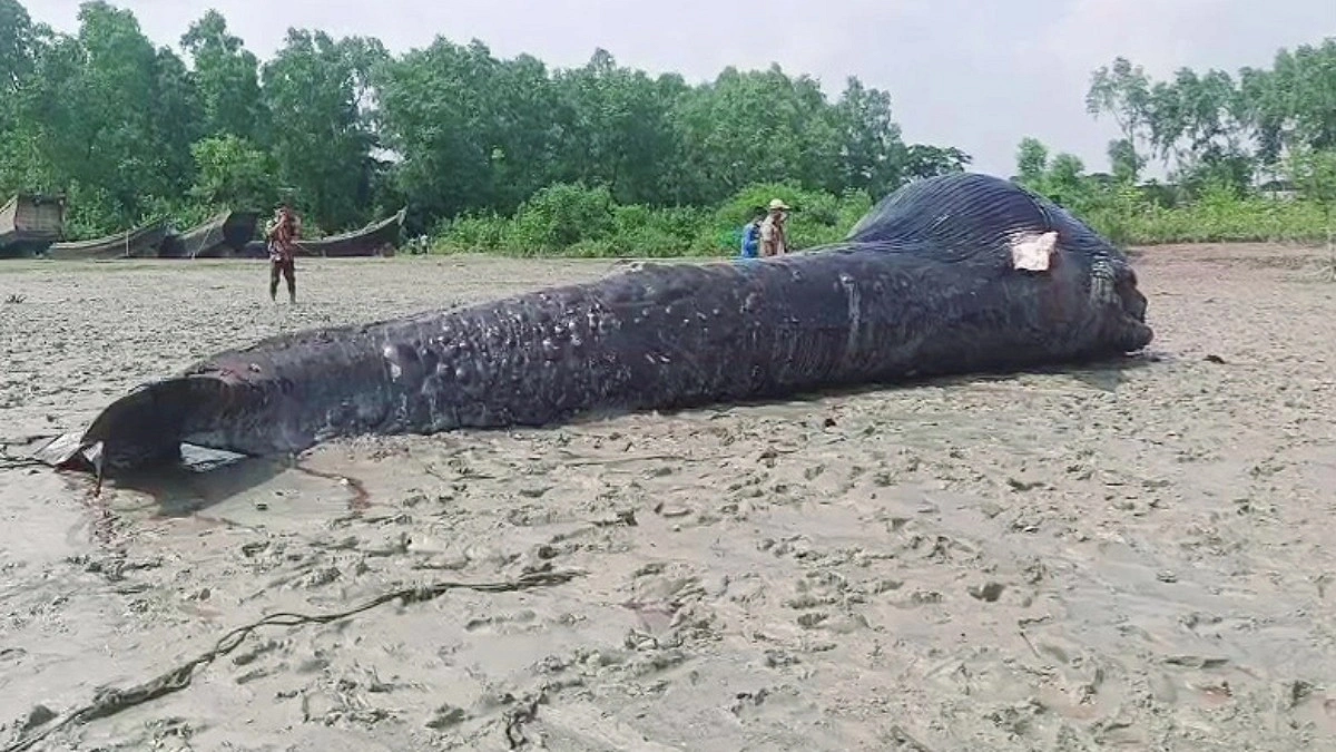 মৃত তিমির কঙ্কালে জীবন্ত সম্ভাবনা